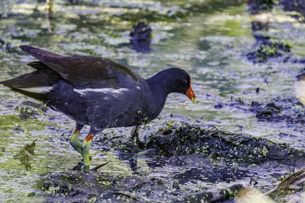 Common Gallinule - ML639602037