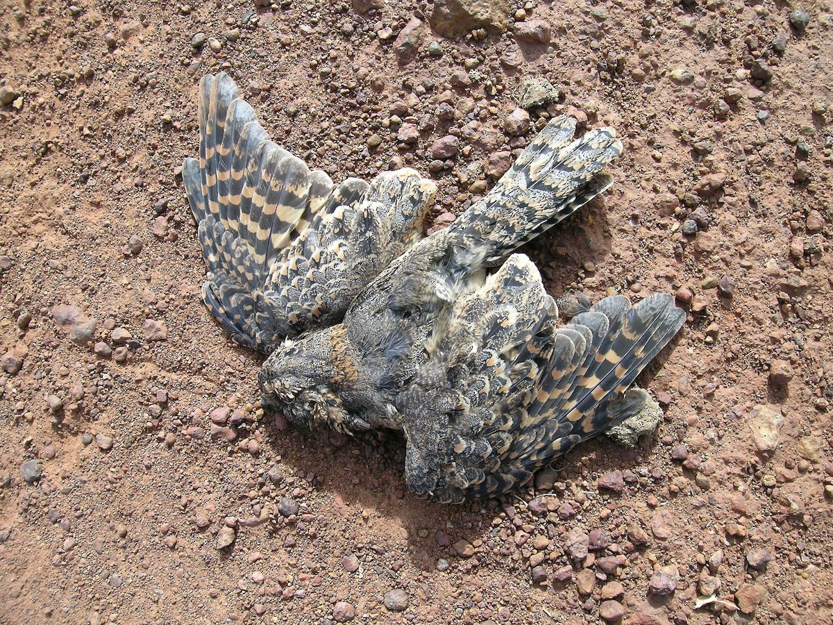 nightjar sp. - ML639602061