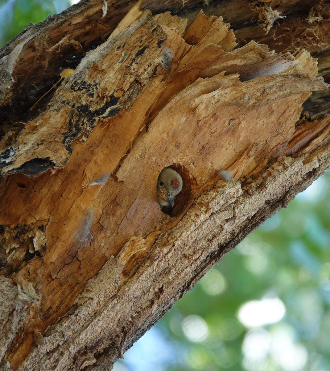 Gila Woodpecker - ML639602069