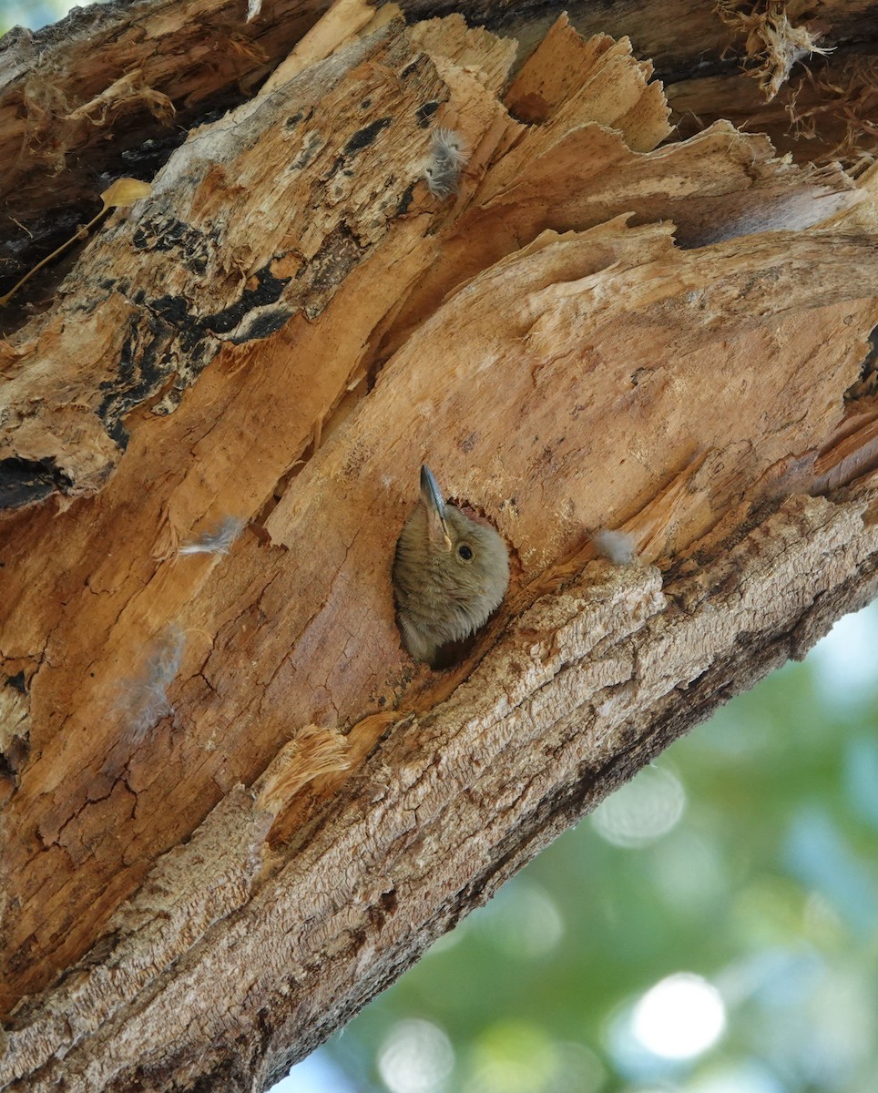 Gila Woodpecker - ML639602070