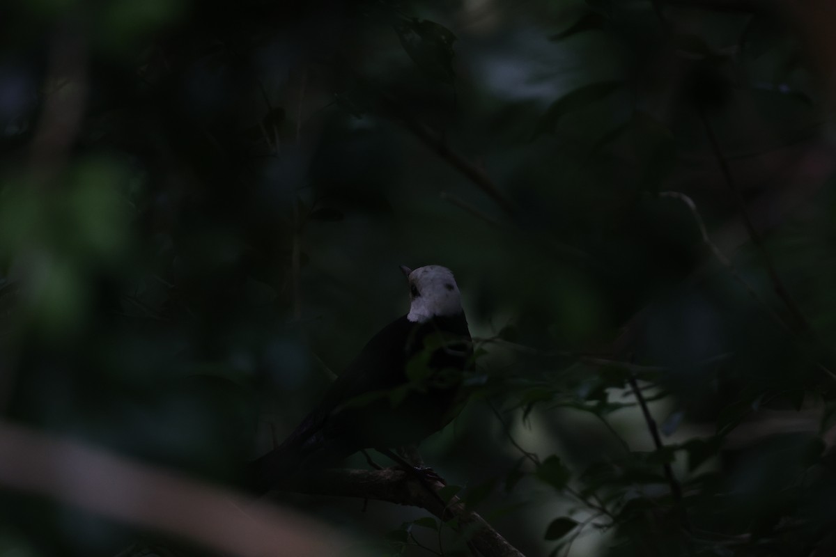 タイワンツグミ - ML639602100