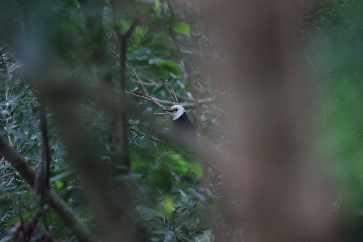 タイワンツグミ - ML639602106