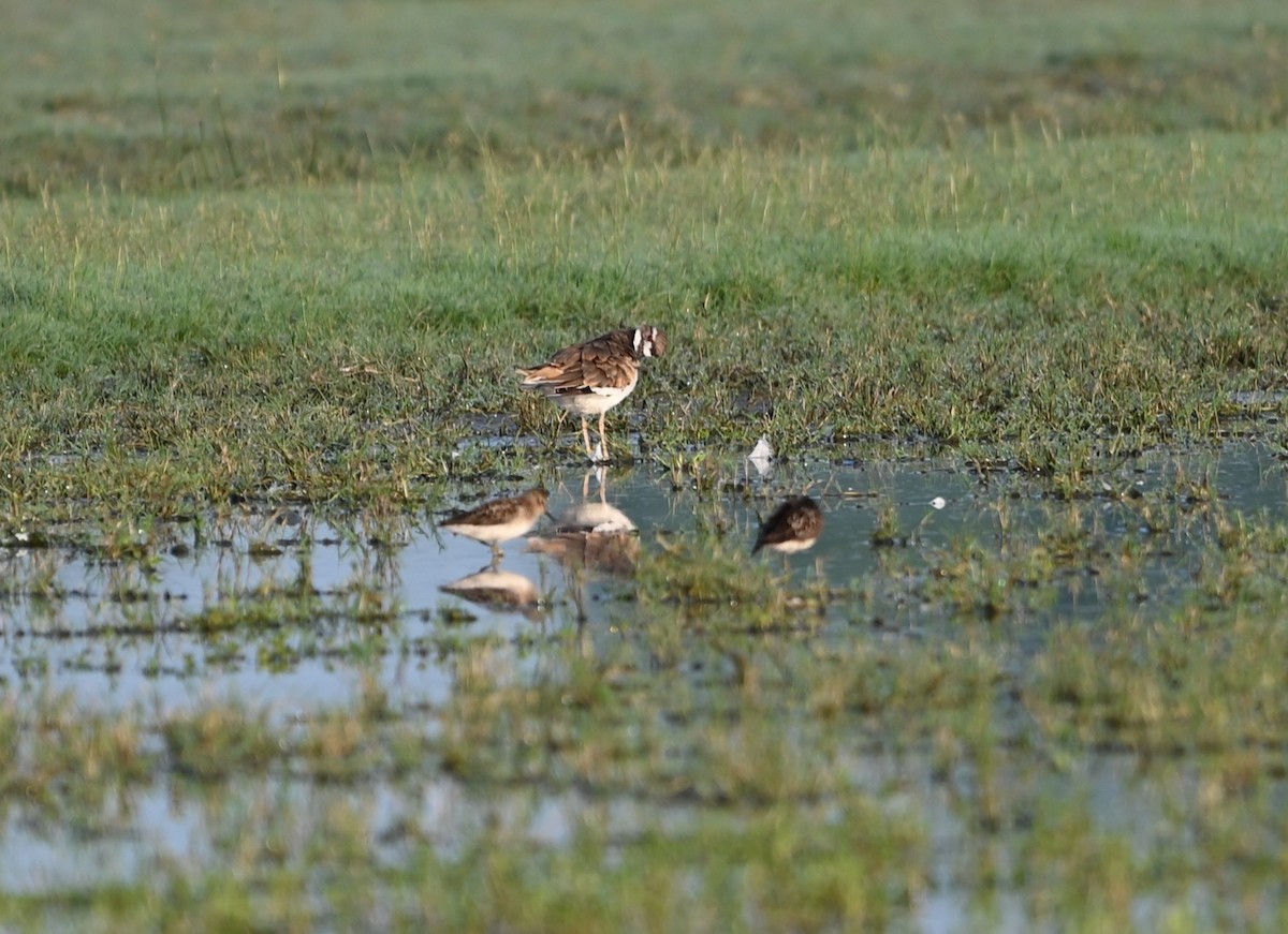 Least Sandpiper - ML639602239