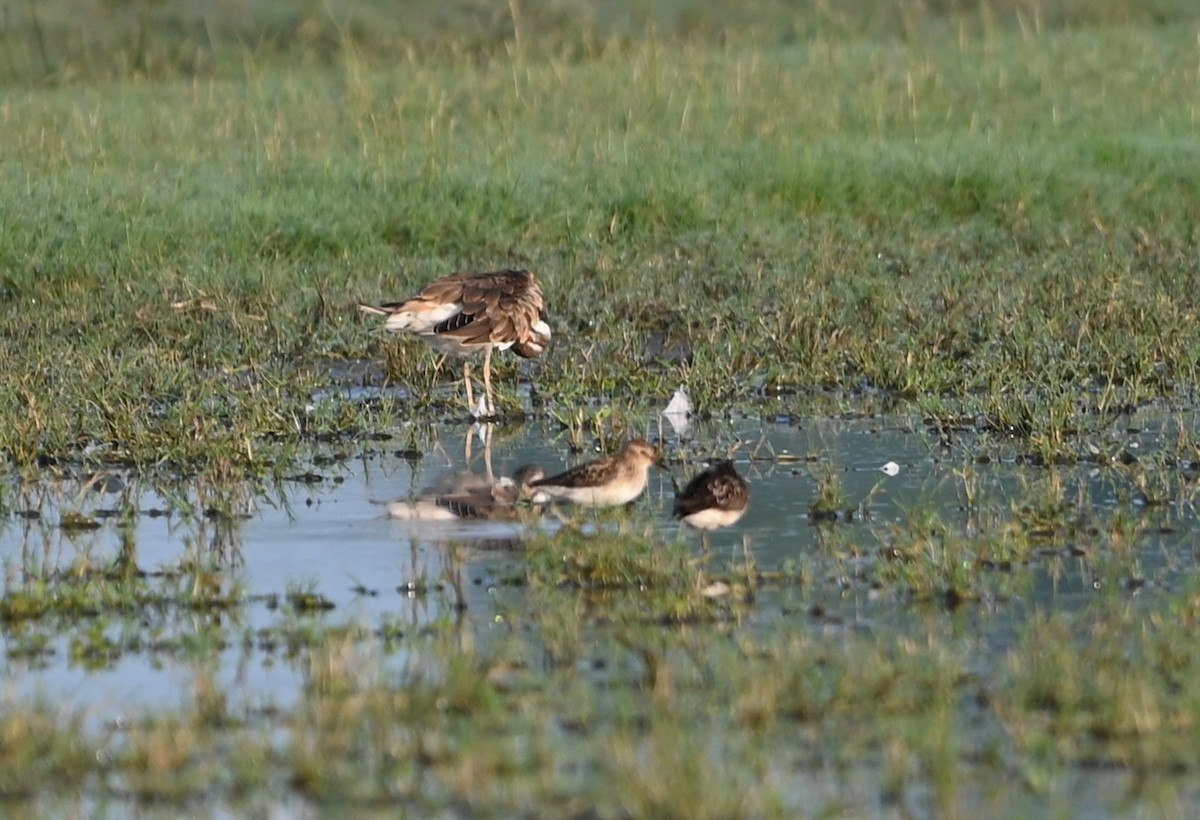 Least Sandpiper - ML639602253