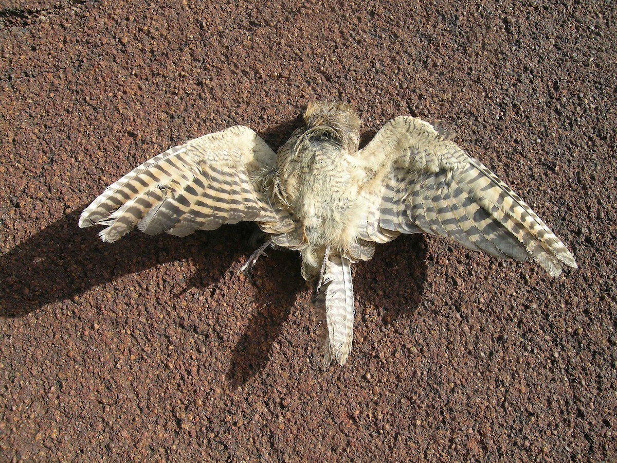 nightjar sp. - ML639602323