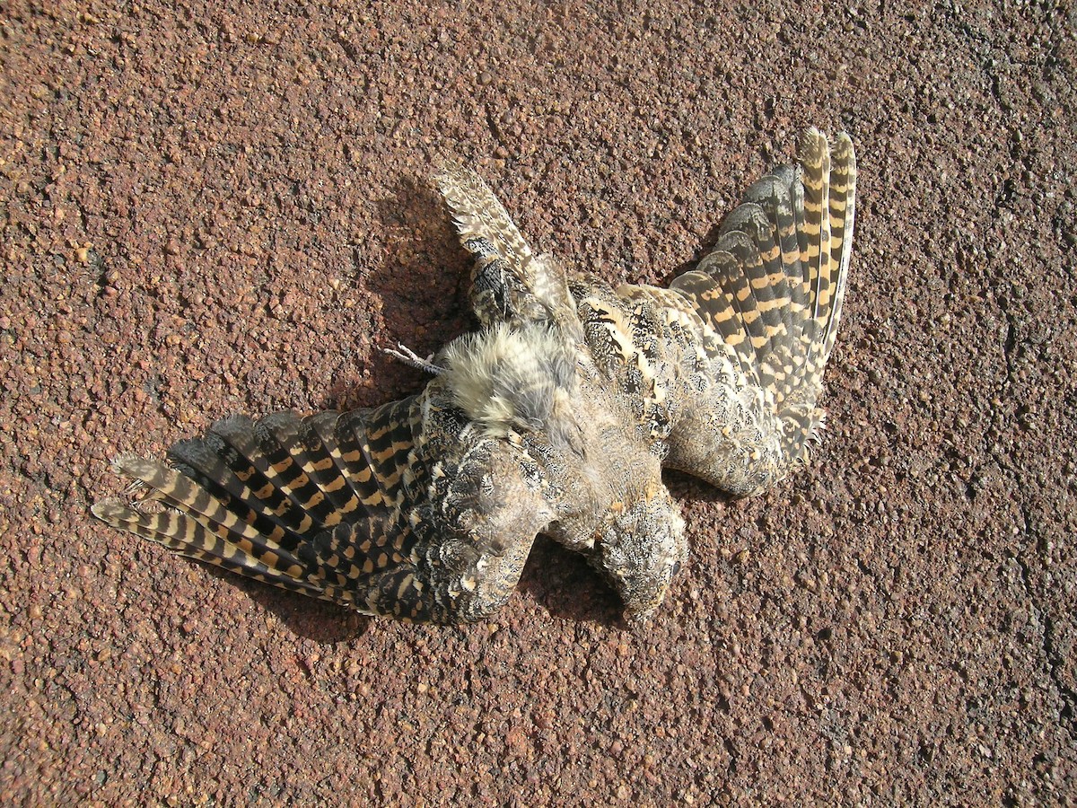 nightjar sp. - ML639602324