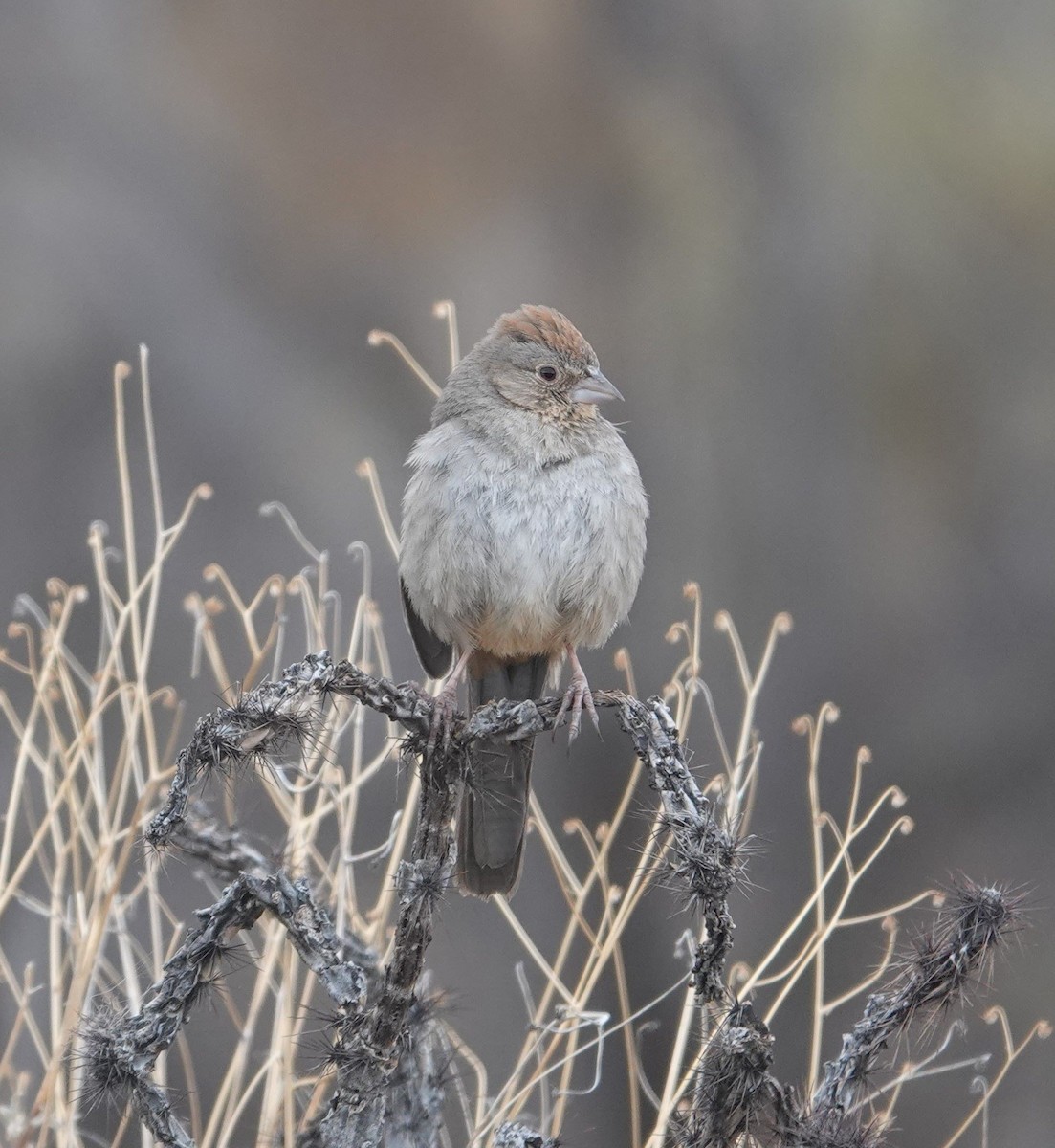 Canyon Towhee - ML639602375