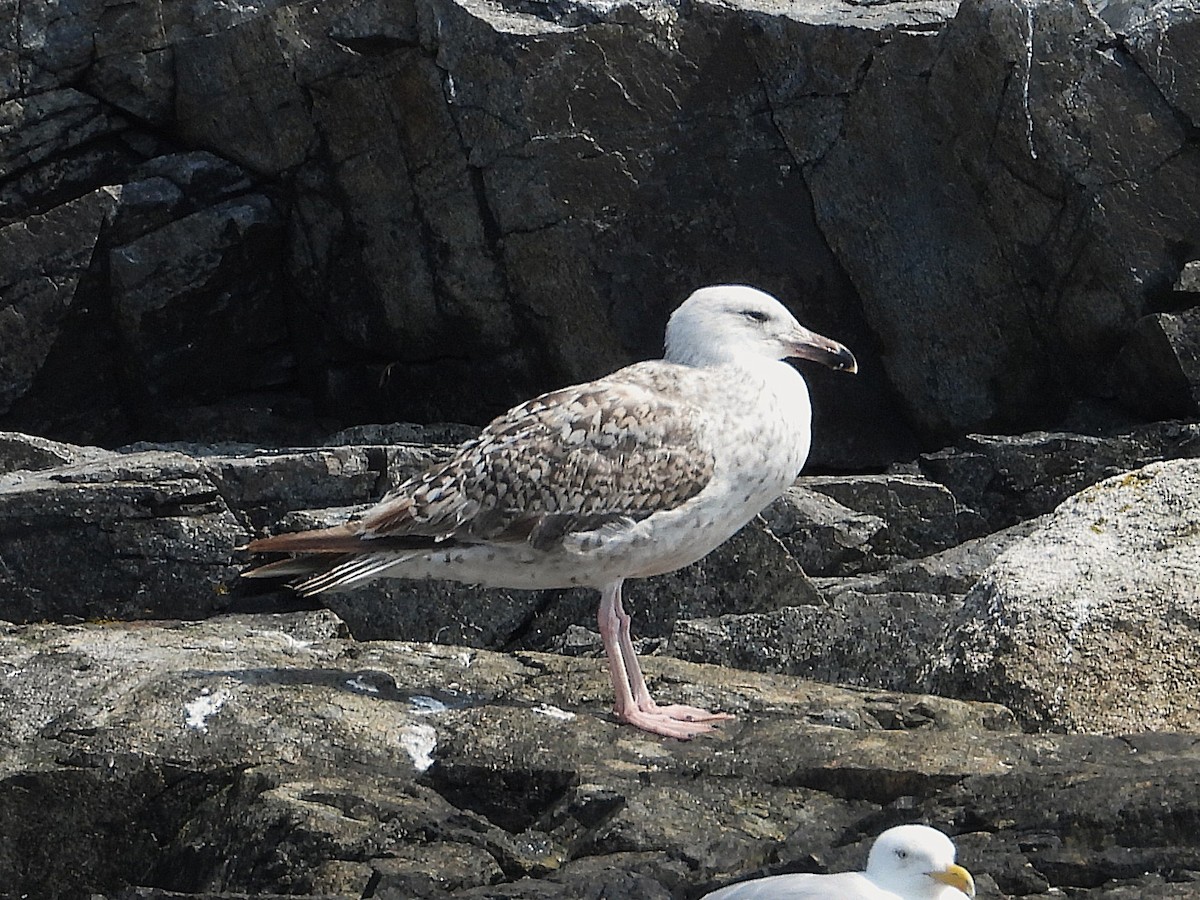 Great Black-backed Gull - ML639602380