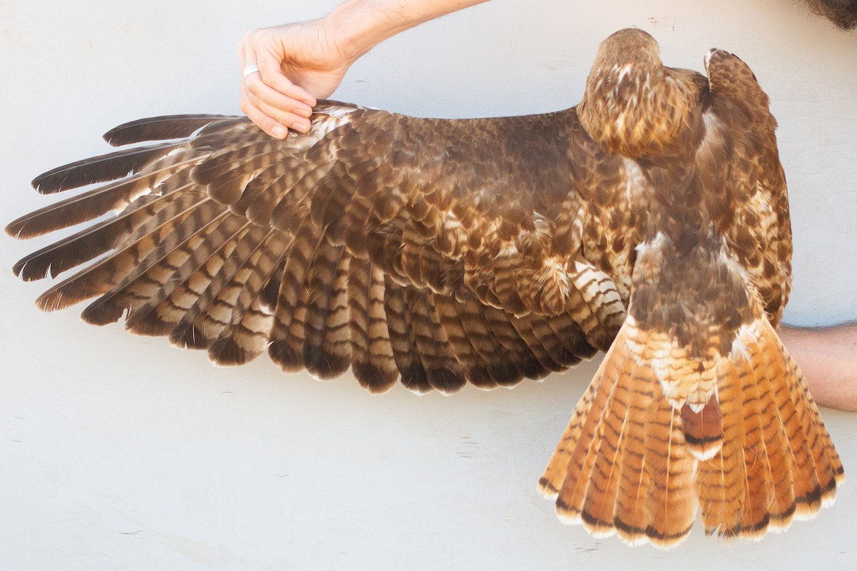 Red-tailed Hawk - ML639602581