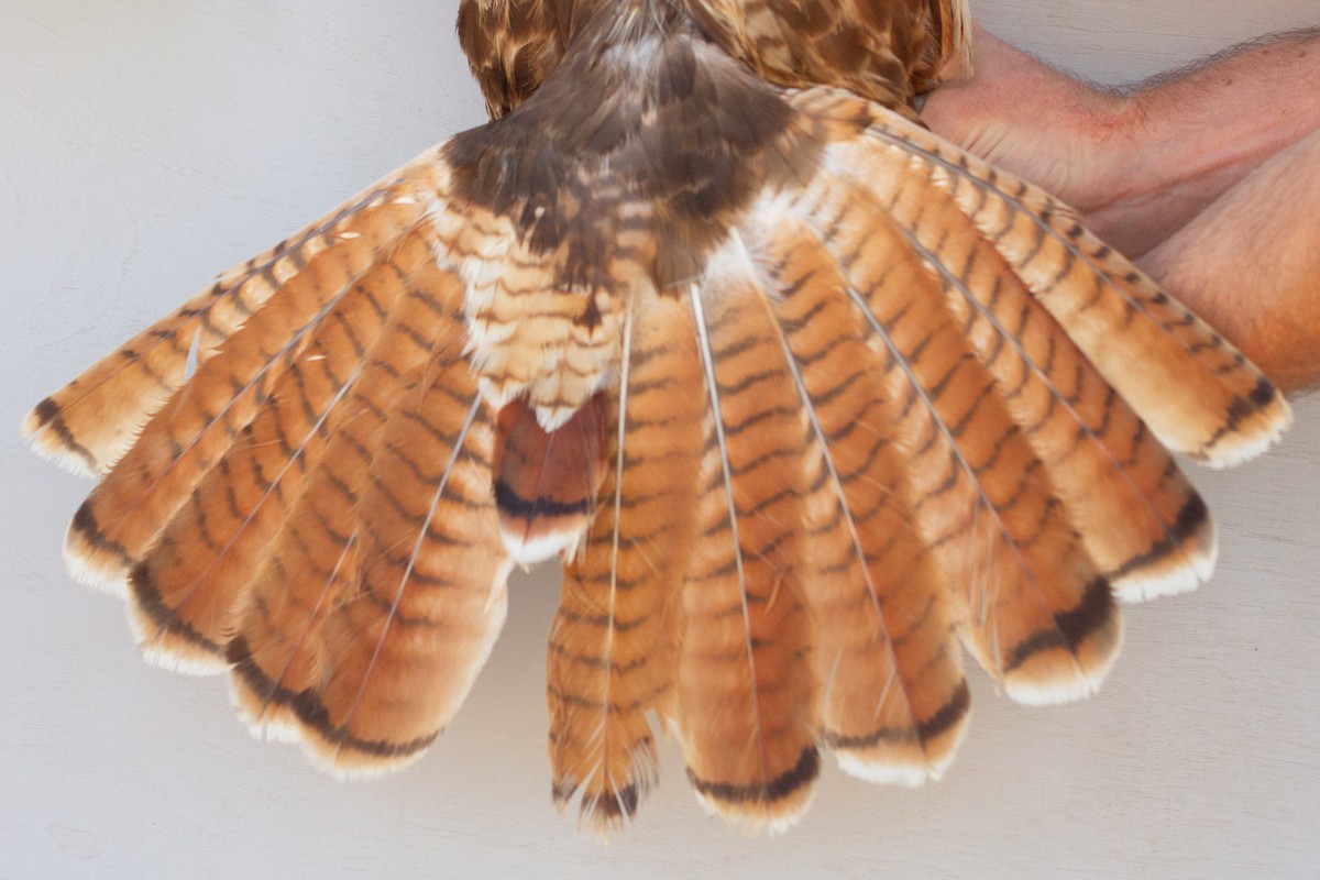 Red-tailed Hawk - ML639602582