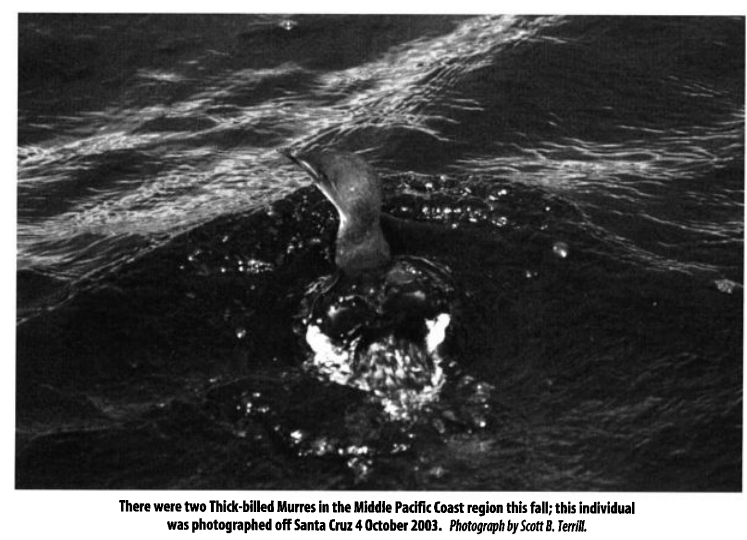 Thick-billed Murre - ML639602648