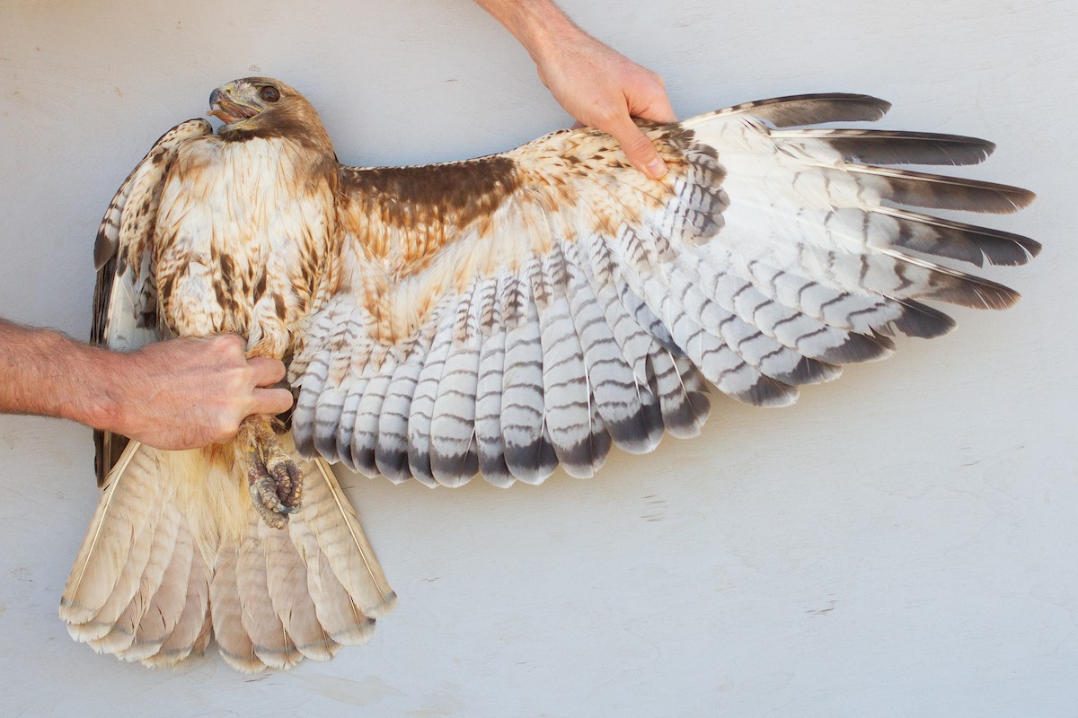 Red-tailed Hawk - ML639602686