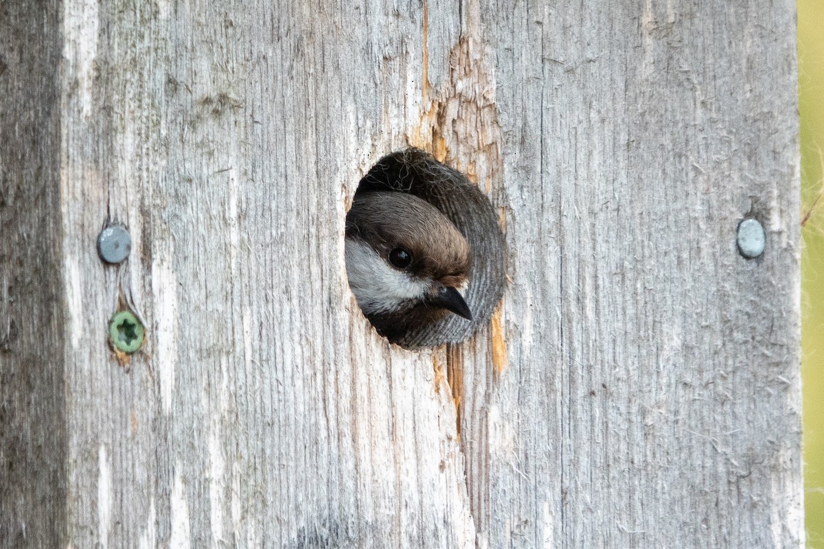 Gray-headed Chickadee - ML639602729
