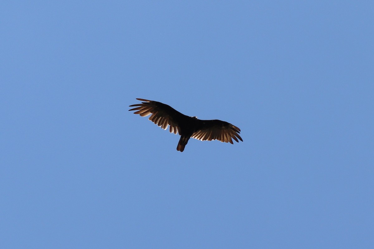 Turkey Vulture - ML639602741