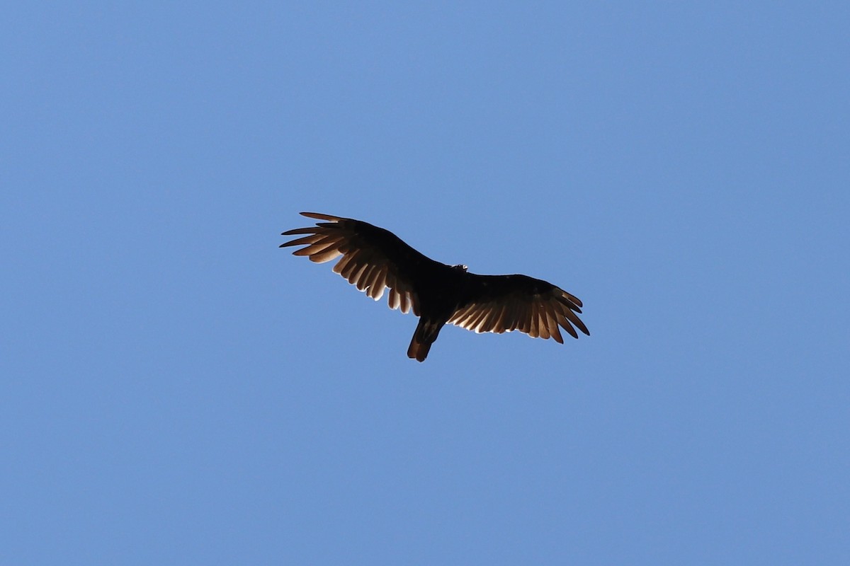 Turkey Vulture - ML639602742