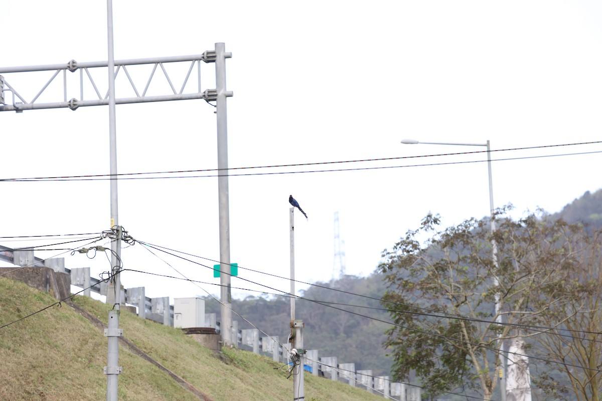 ヤマムスメ - ML639602743