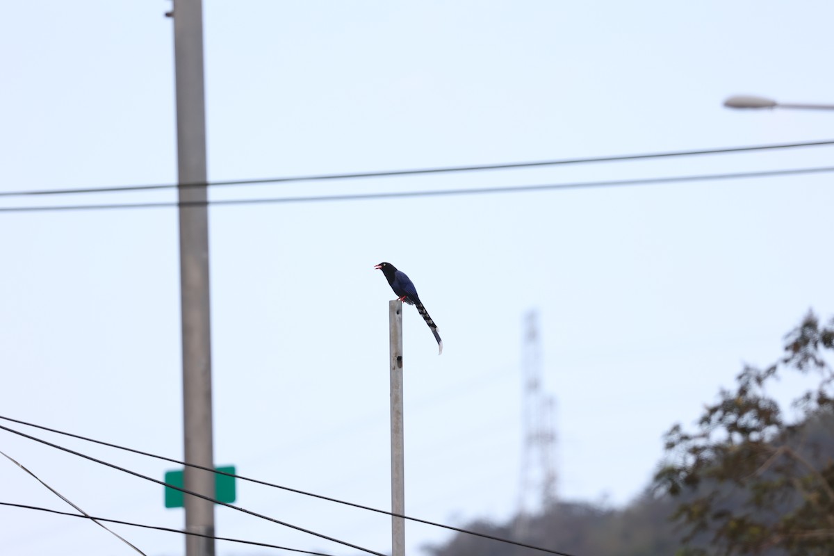 ヤマムスメ - ML639602744