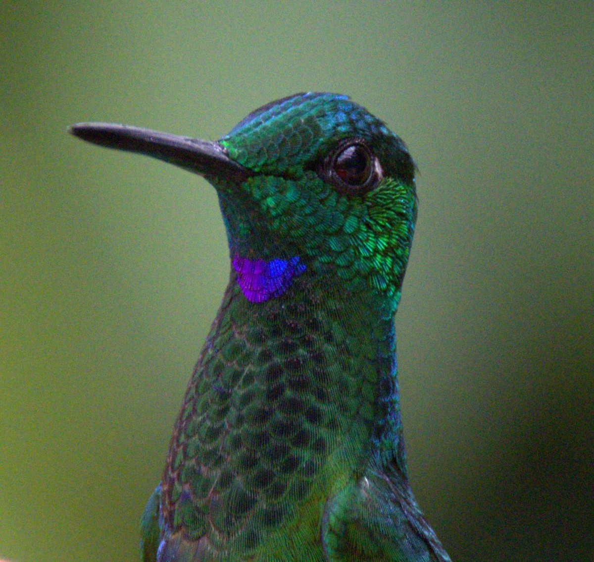 Green-crowned Brilliant - ML639602746