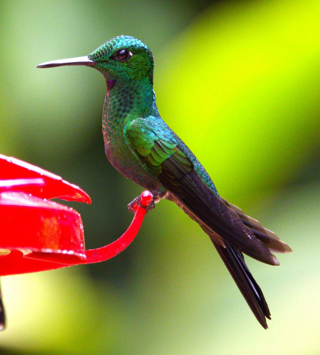 Green-crowned Brilliant - ML639602747