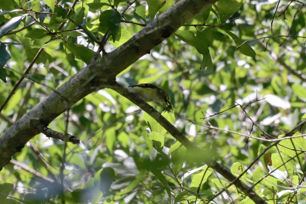 White-eyed Vireo - ML639602786