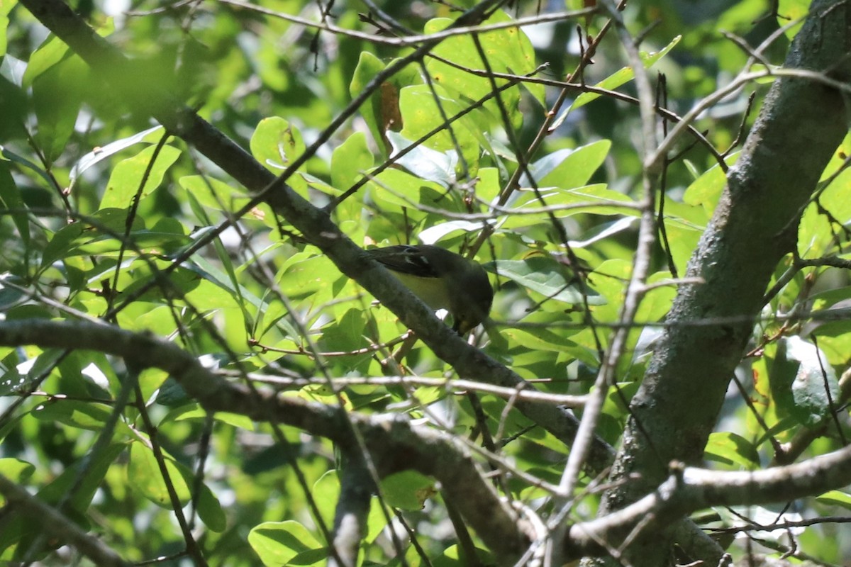 White-eyed Vireo - ML639602787