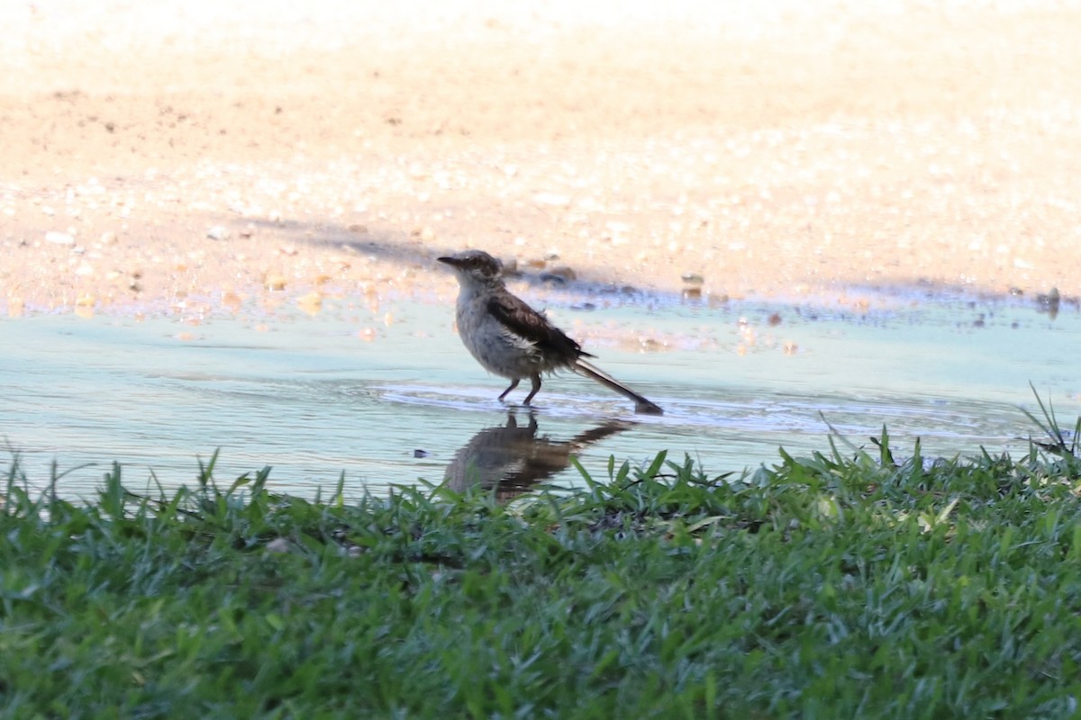 Northern Mockingbird - ML639602798