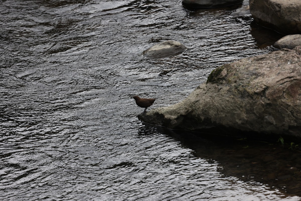 カワガラス - ML639602802