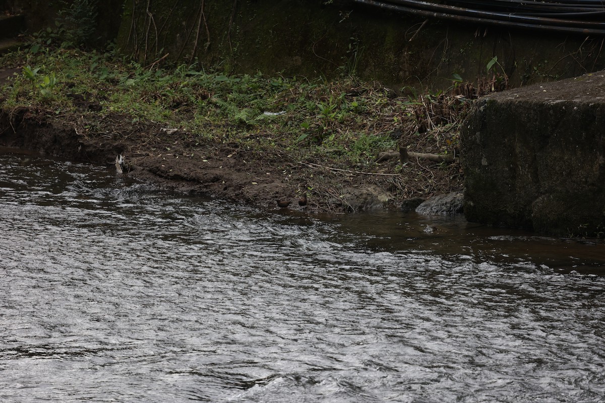 カワガラス - ML639602805