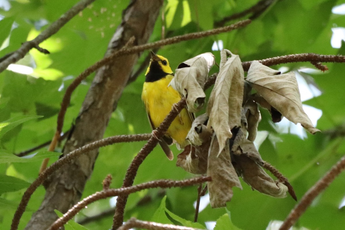Hooded Warbler - ML639602840