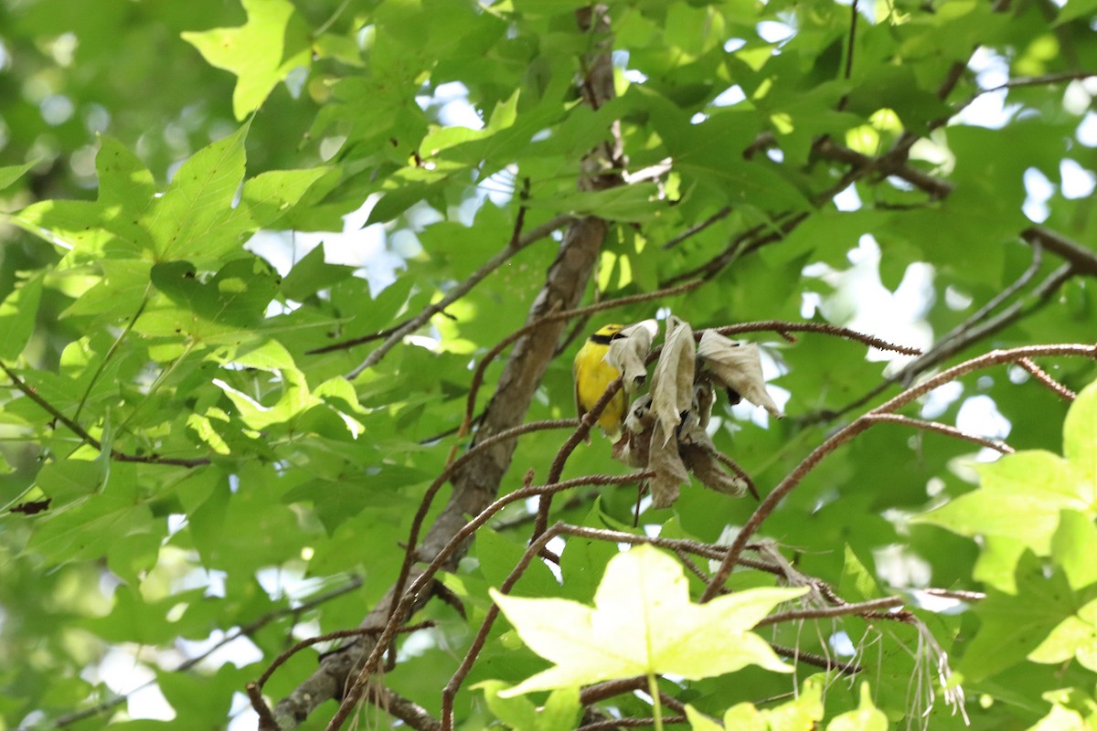 Hooded Warbler - ML639602841
