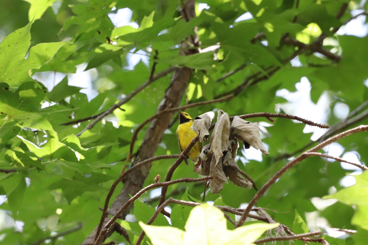 Hooded Warbler - ML639602842