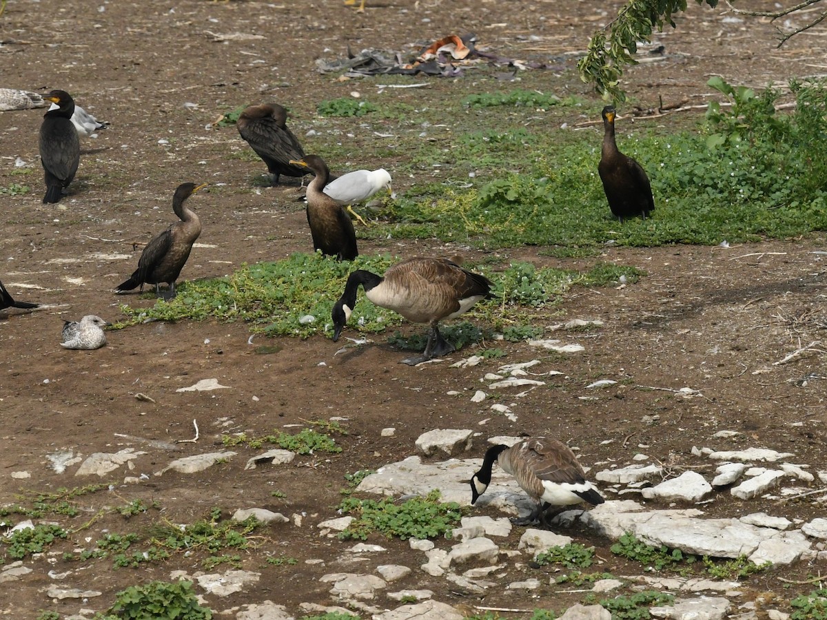 Канад галуу - ML639602865