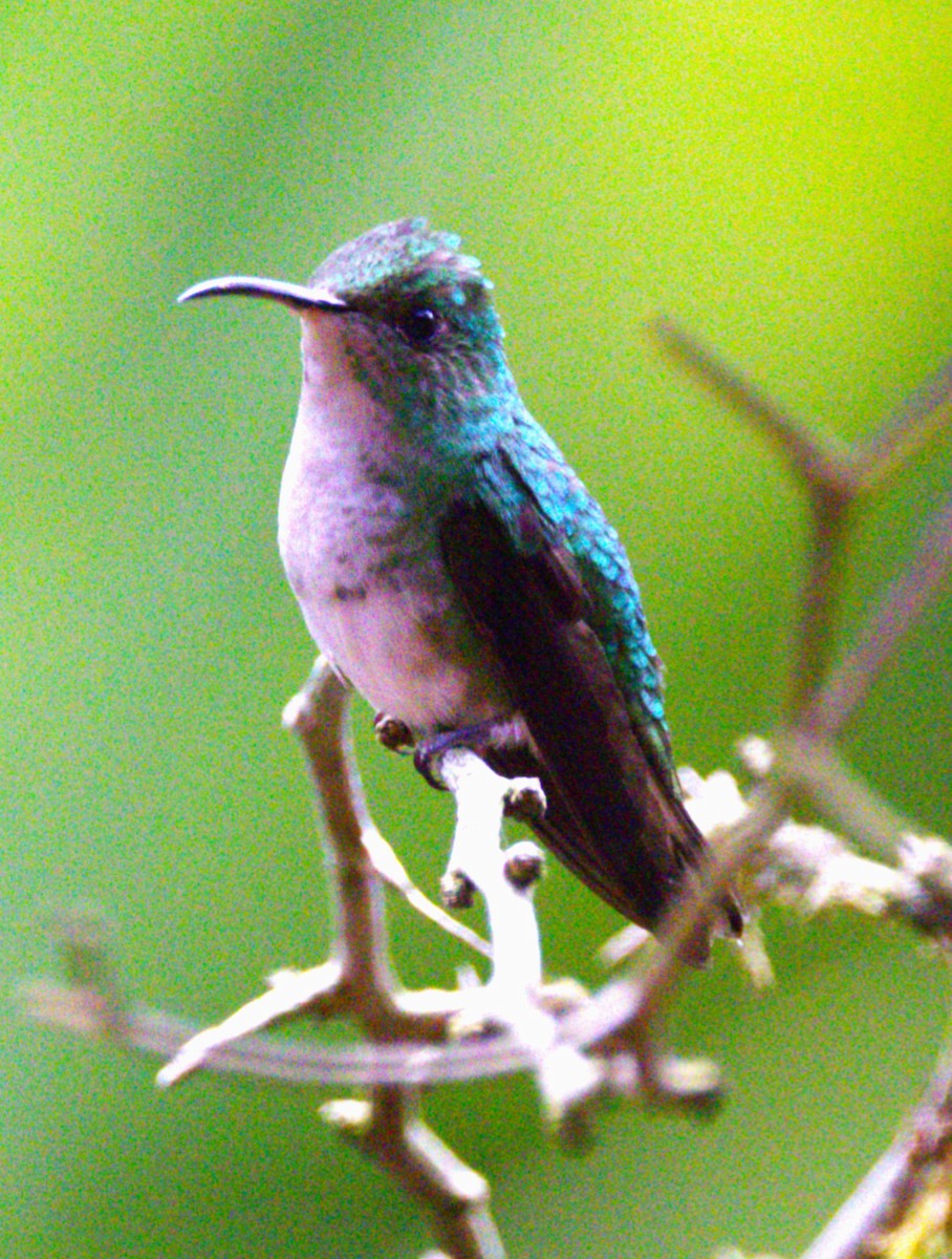 Coppery-headed Emerald - ML639602909