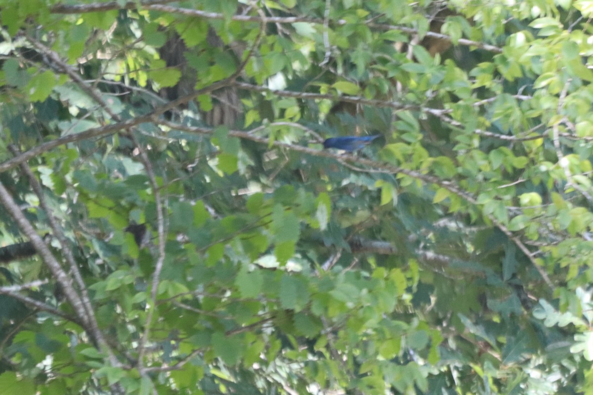 Indigo Bunting - ML639602926