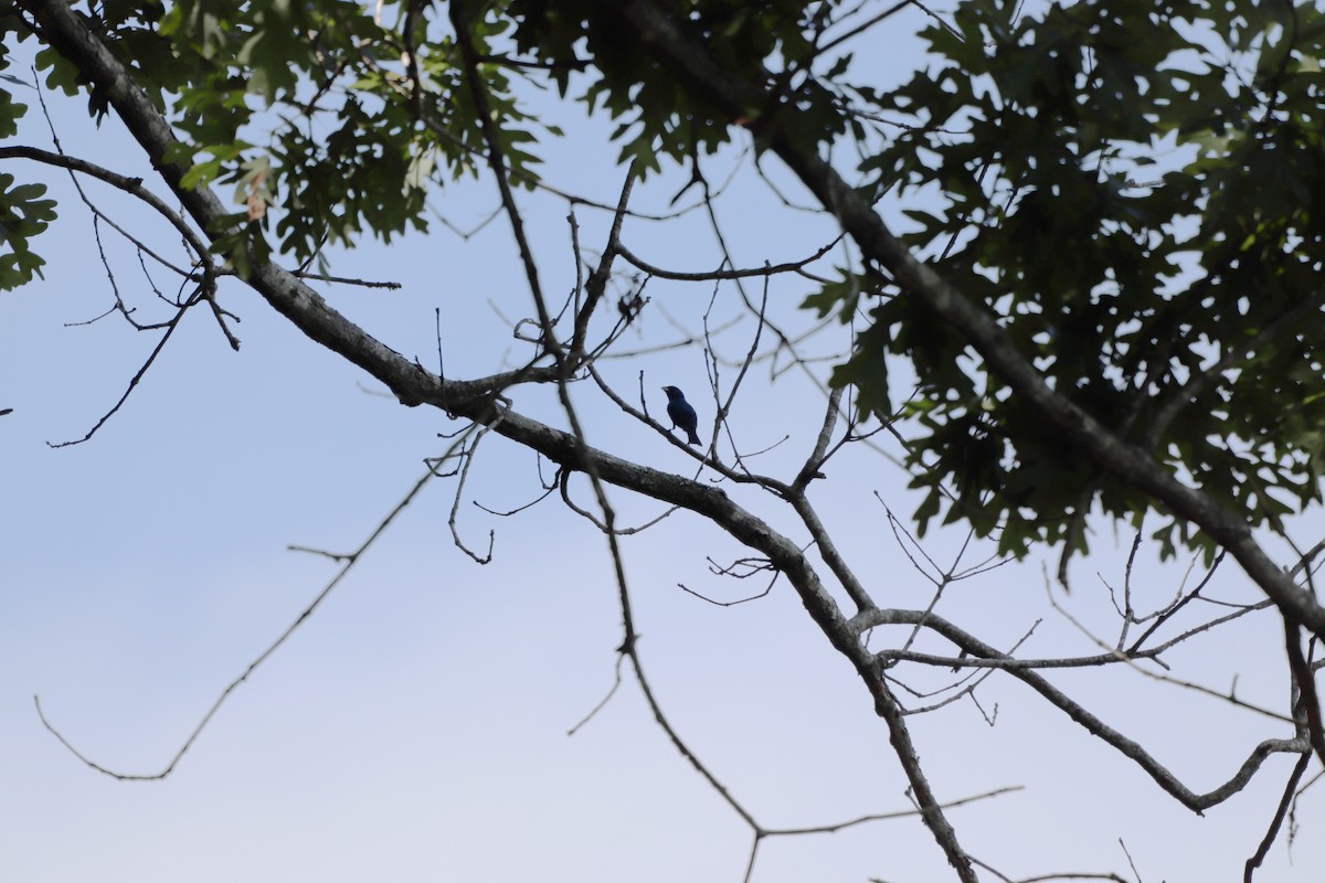 Indigo Bunting - ML639602929