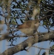 Spectacled Warbler - ML639602967