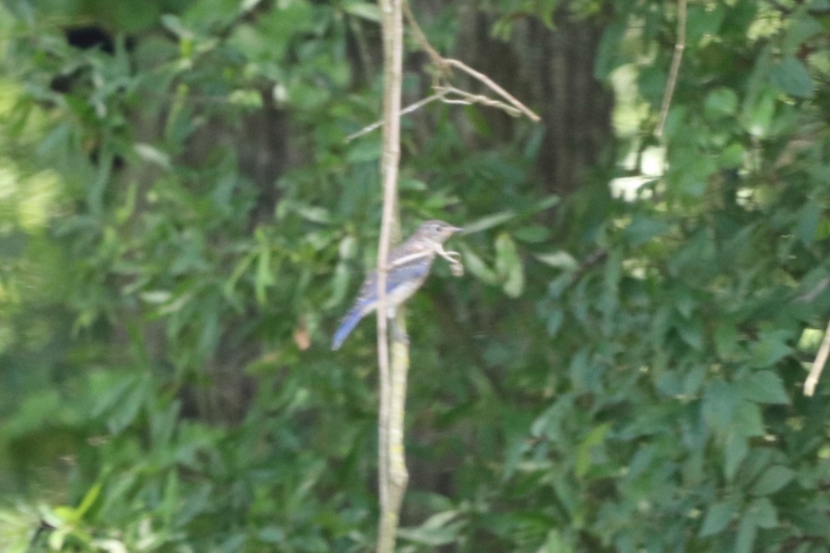 Eastern Bluebird - ML639603003