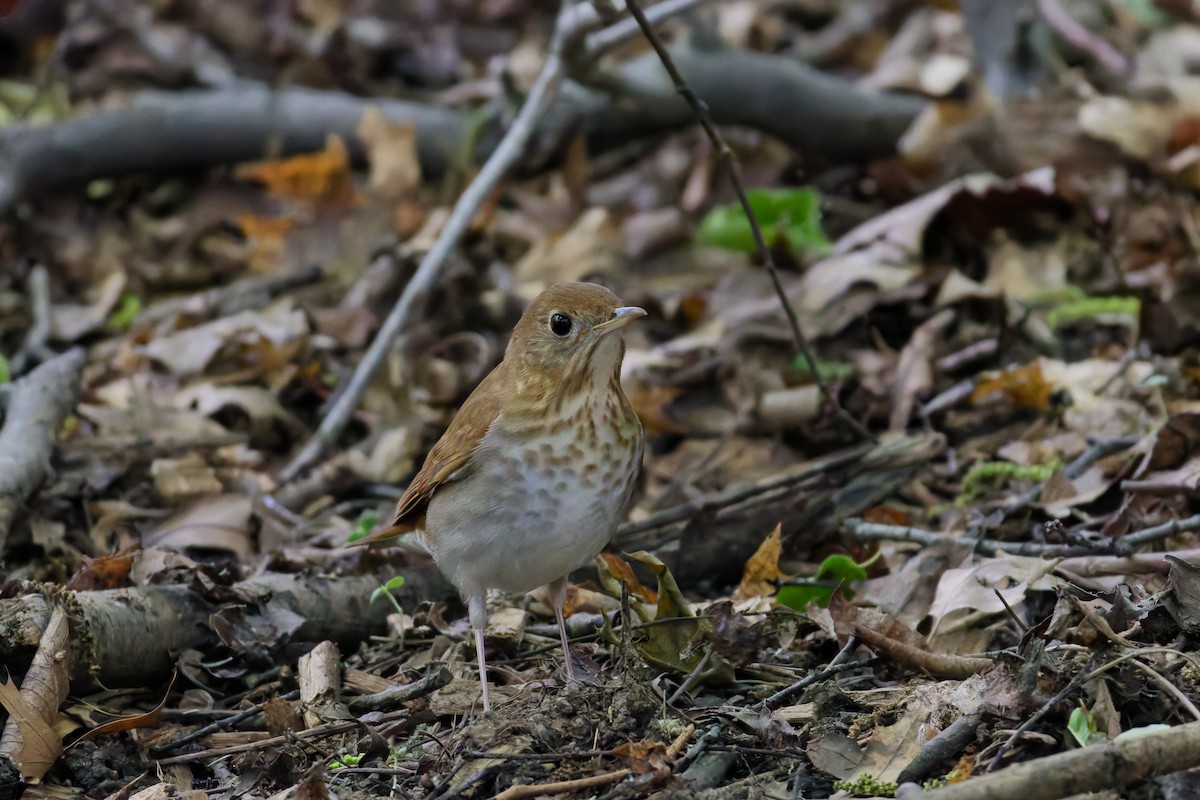 Veery - ML639603006