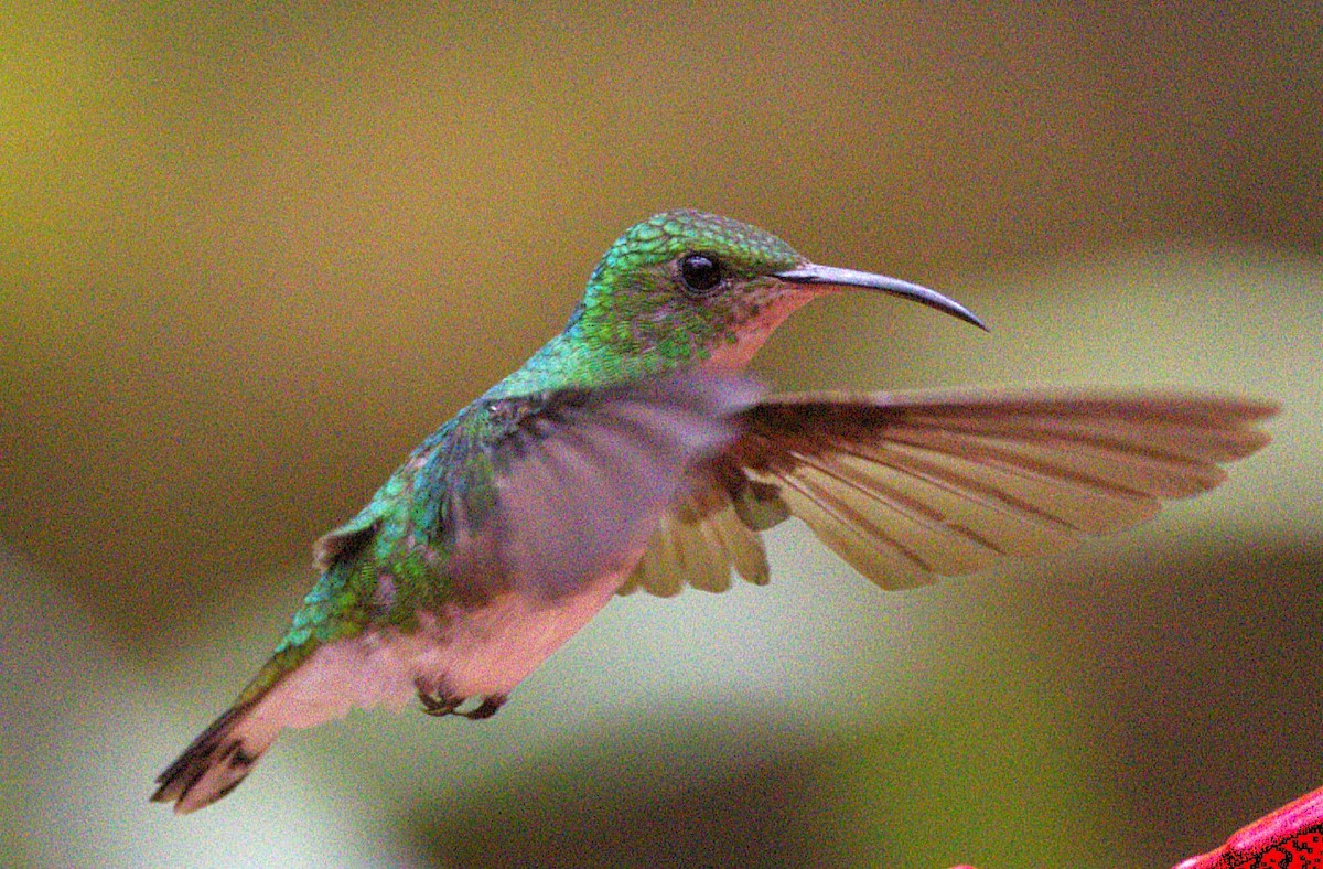 Purple-throated Mountain-gem - ML639603038