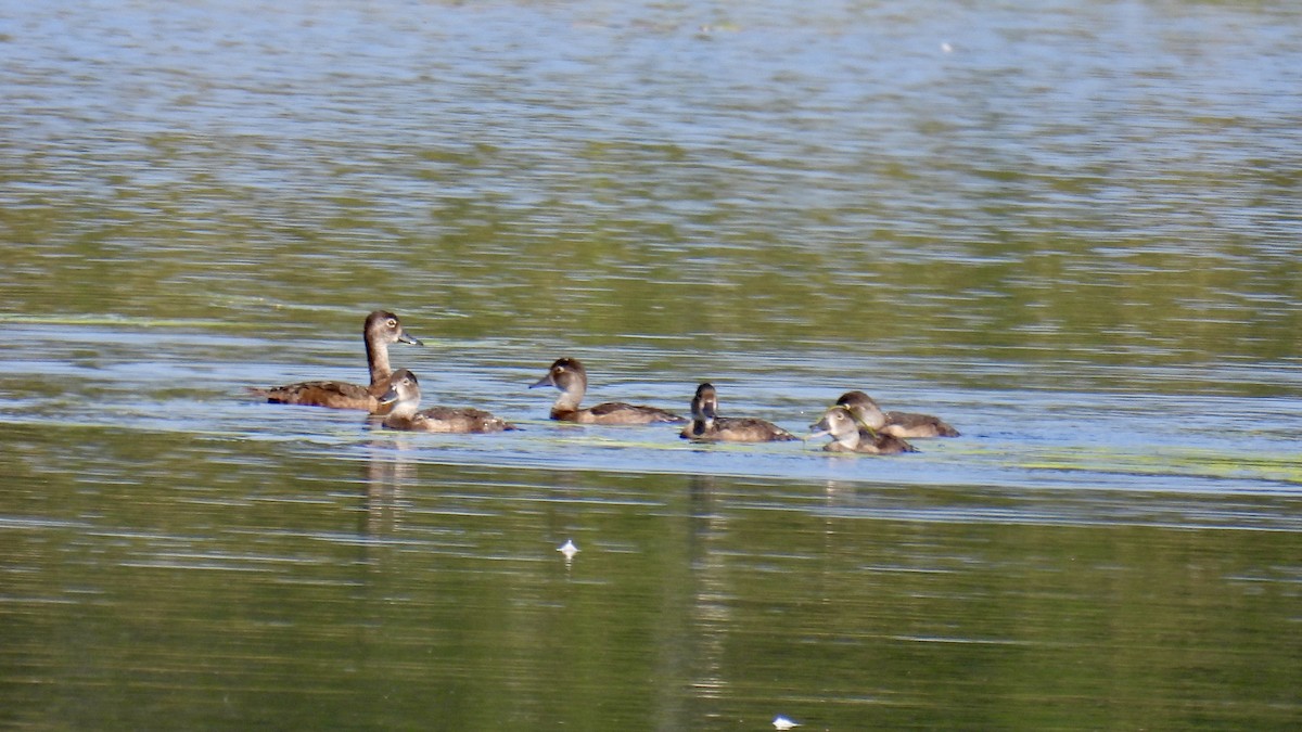 Ring-necked Duck - ML639603058