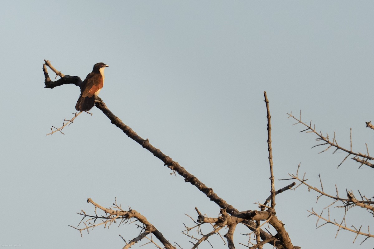 Coucal des papyrus - ML639603076