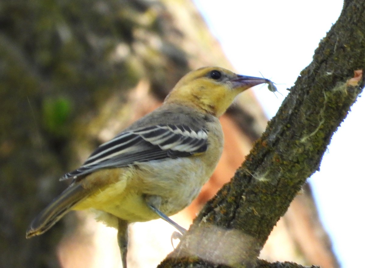 Bullock Turpiyalı - ML639603123