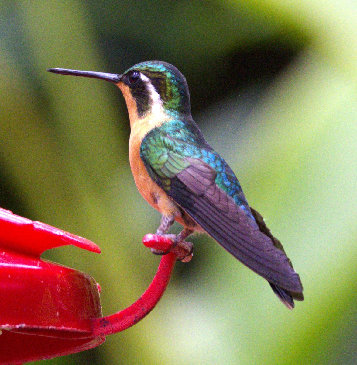 Purple-throated Mountain-gem - ML639603128