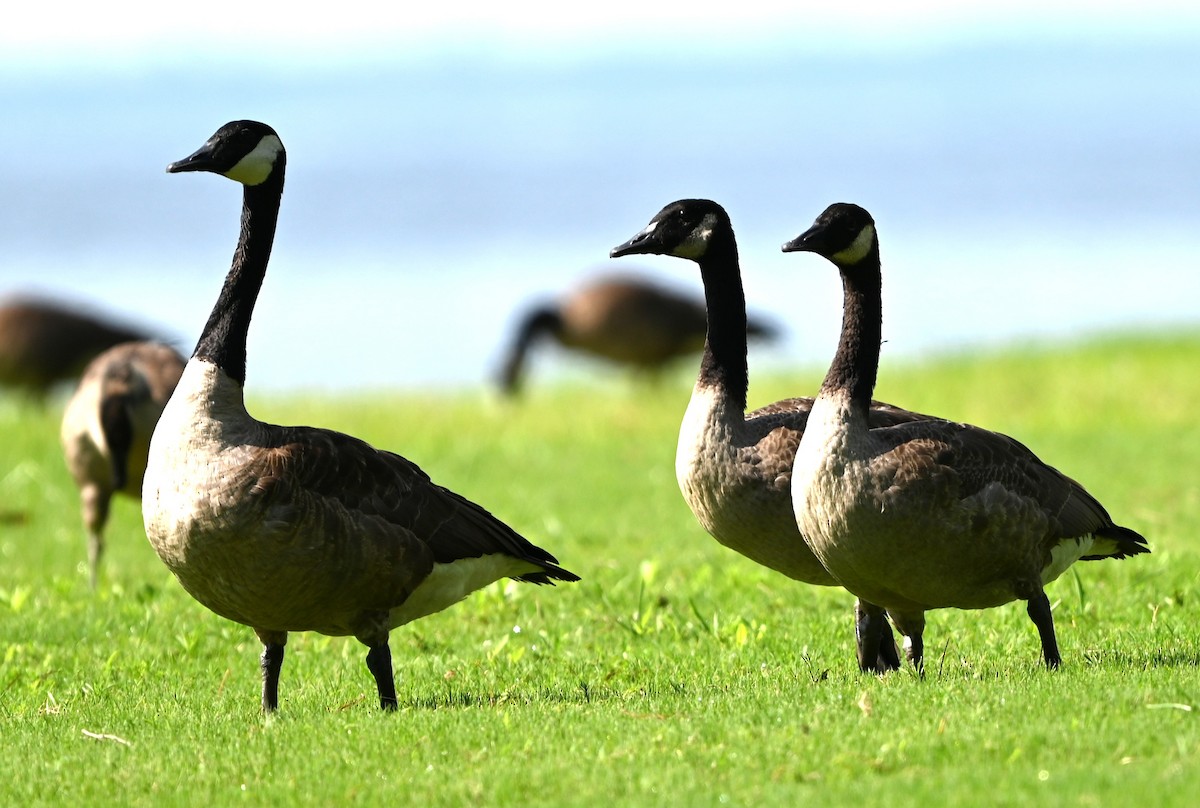 Canada Goose - ML639603141