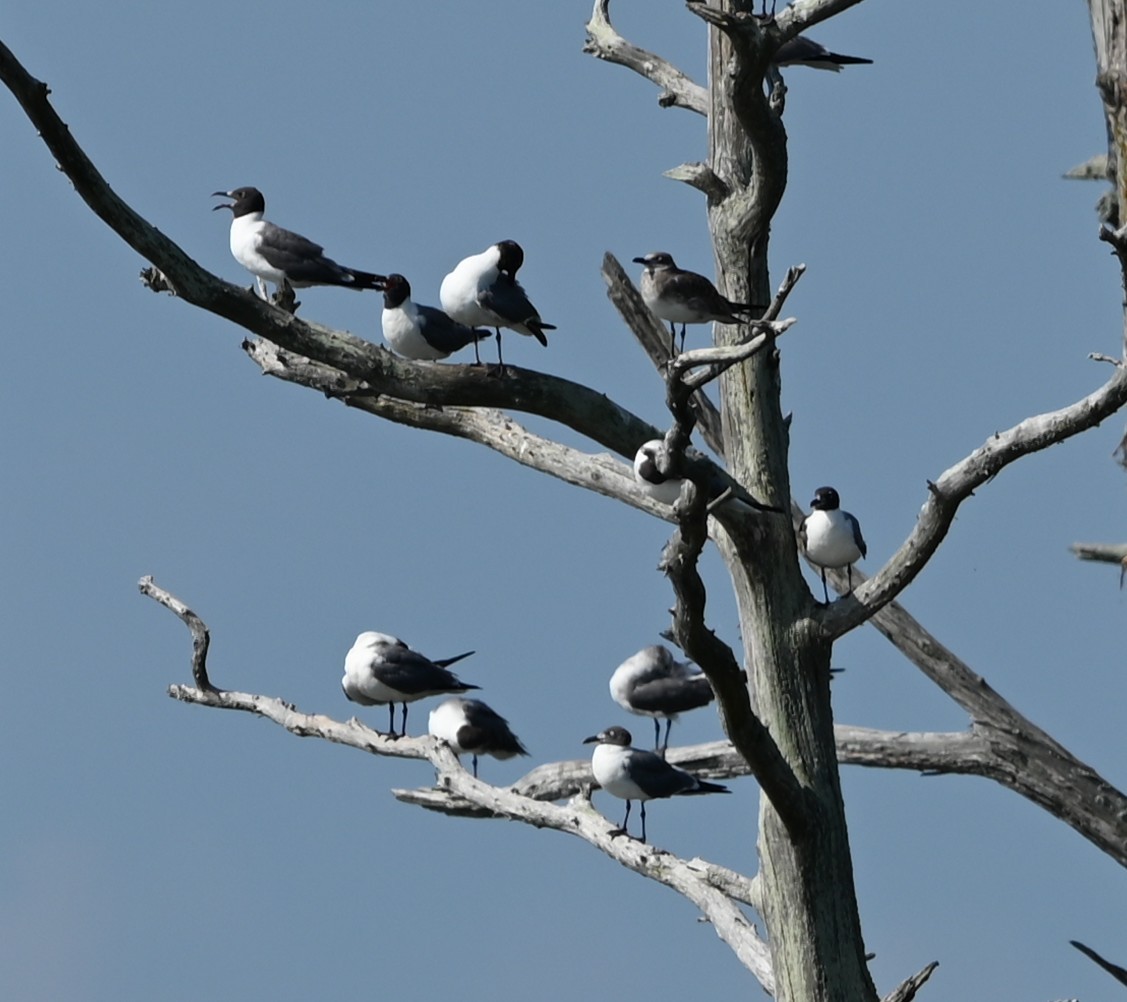 Laughing Gull - ML639603167