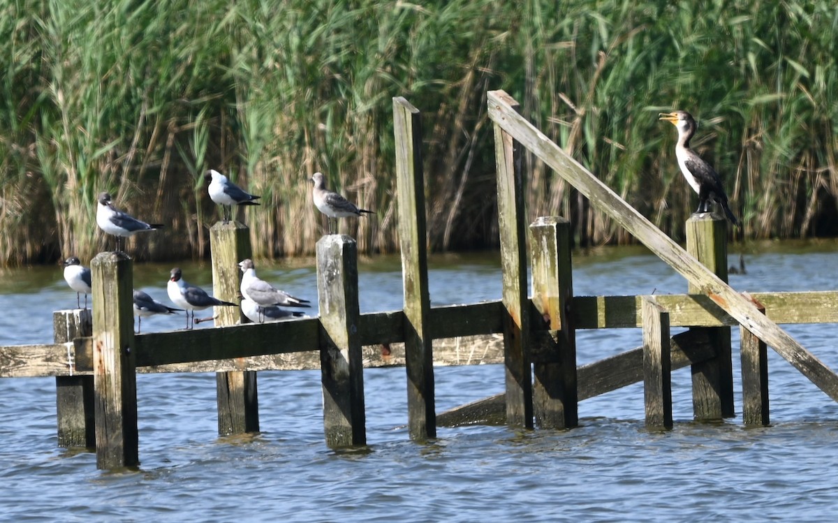 Double-crested Cormorant - ML639603173