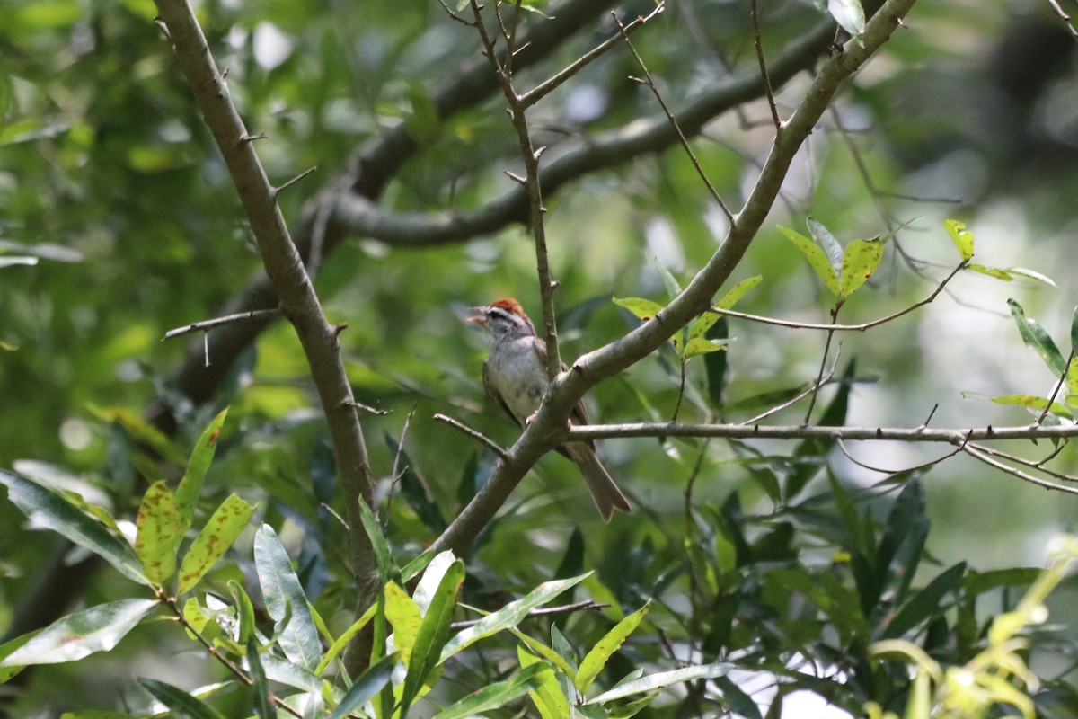 Chipping Sparrow - ML639603174