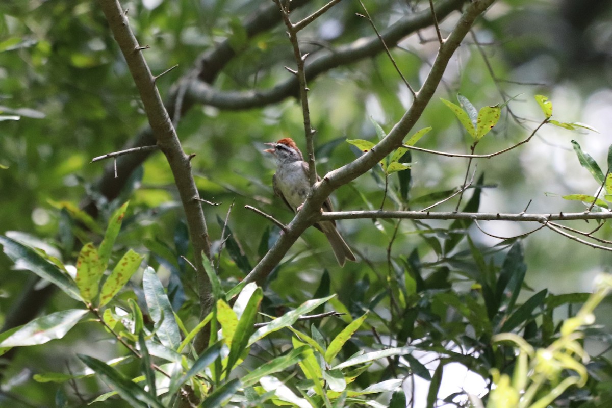 Chipping Sparrow - ML639603175