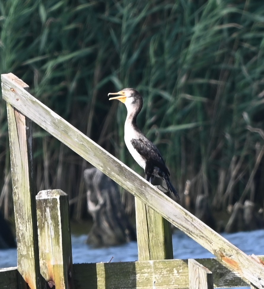 Double-crested Cormorant - ML639603180