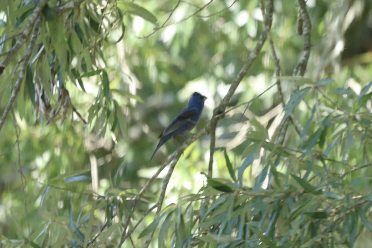 Blue Grosbeak - ML639603182